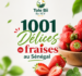 1001 Délices de fraises au Sénégal