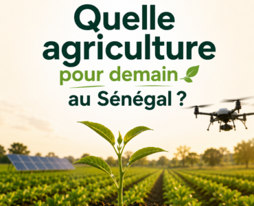 champs agricoles au Sénégal