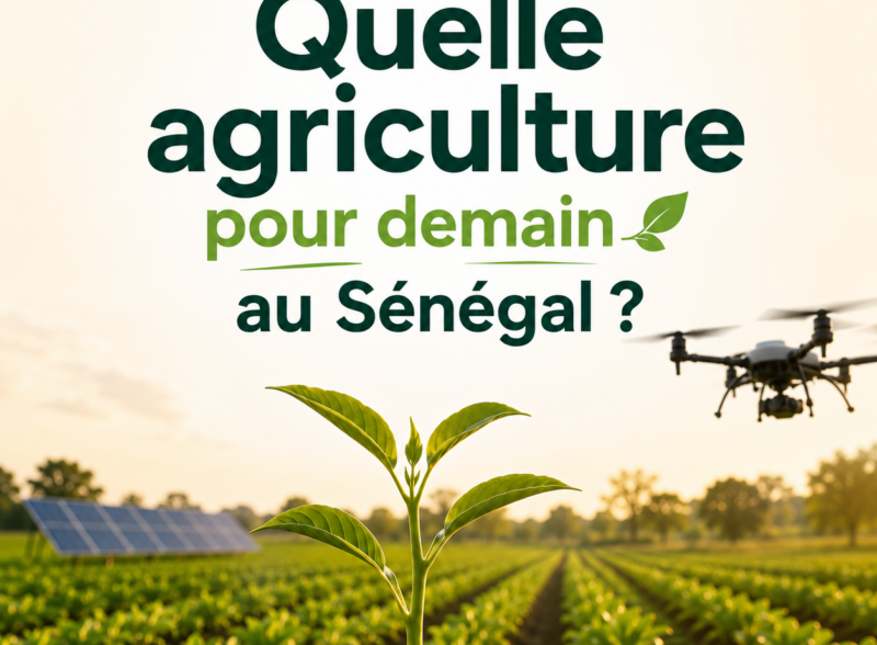 champs agricoles au Sénégal